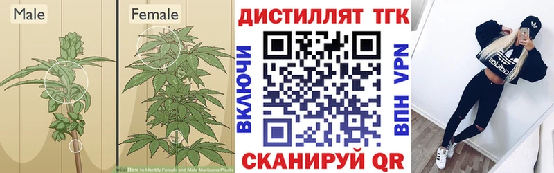 закладка  Тогучин  Дистиллят ТГК гашишное масло 